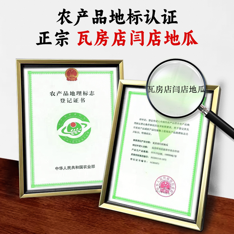 【精品】大连黄金蜜薯新鲜沙地红薯10斤糖心流油烤六鳌瓦房店地瓜