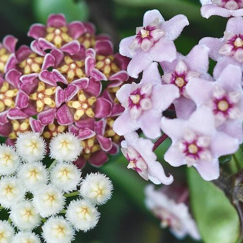 绿叶球兰盆栽办公室内吊兰花苗垂吊植物攀援花卉爬藤绿植四季常青 - 图2