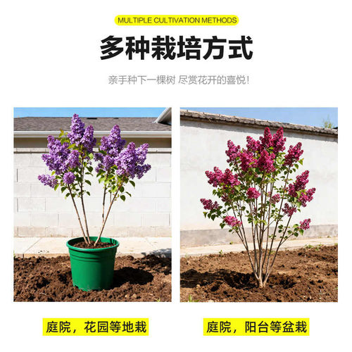 丁香花苗盆栽四季浓香庭院耐寒欧洲丁香花树苗花卉绿植物紫丁香苗 - 图3