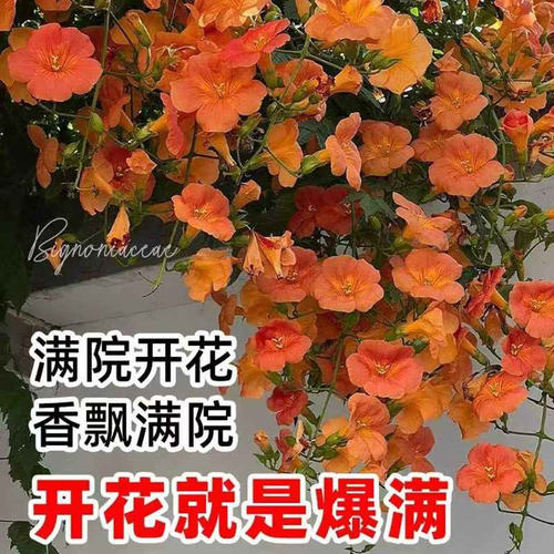 美国凌霄花苗盆栽阳台庭院围墙绿化藤本凌霄树苗爬藤植物攀援花卉 - 图0