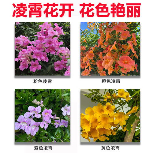 美国凌霄花苗盆栽阳台庭院围墙绿化藤本凌霄树苗爬藤植物攀援花卉 - 图1