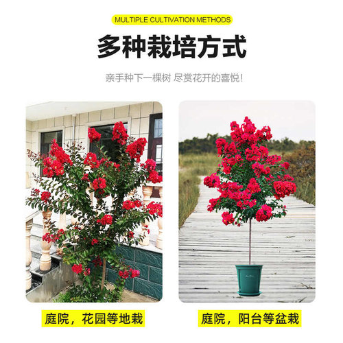 紫薇花树苗盆栽红花紫薇苗美国红火箭百日红庭院花卉植物绿化苗木 - 图1
