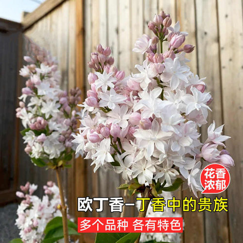 丁香花苗盆栽四季浓香庭院耐寒欧洲丁香花树苗花卉绿植物紫丁香苗 - 图0
