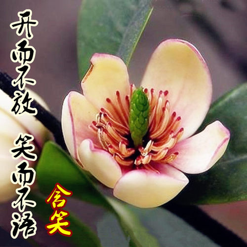 含笑花盆栽盆景浓香花卉绿植物黄花紫红花含笑梅白兰花香蕉花树苗 - 图0