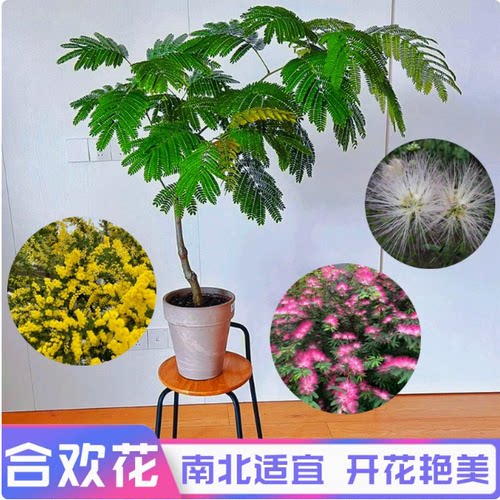 合欢花树苗盆栽绒花树庭院阳台观花植物桌面盆景芙蓉花卉树桩耐寒 - 图1