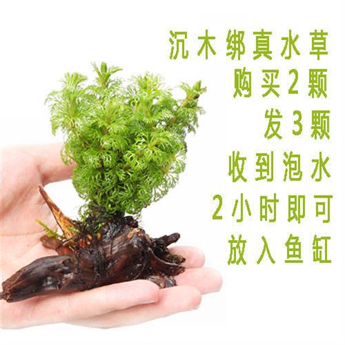 鱼缸造景水草活体淡水植物种子懒人装饰套餐水榕沉木造景阴性水草