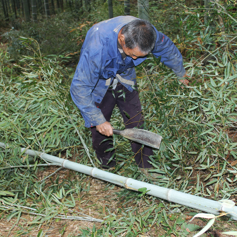 竹子杆造景毛竹竿空心绿色新鲜婚庆竹道具幼儿园环创大小竹筒花器 - 图1