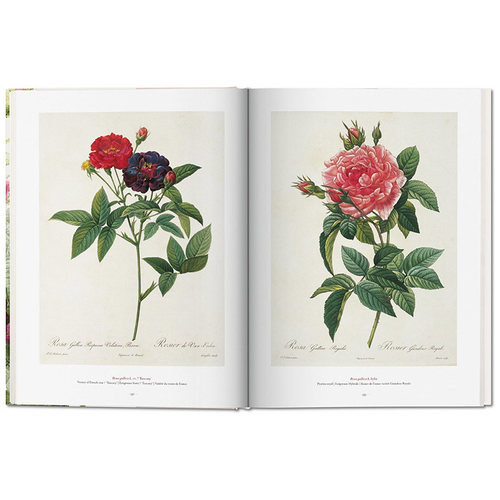 【现货】TASCHEN 雷杜德：花之书（大开本） Redouté.The Book Of Flowers 手绘花卉图鉴植物绘画 英文原版艺术插画画册画集图书 - 图2