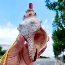 Mega Natural Shells Sea Snail Mouth Whistle Kids Children Toy Trumpet Handiwork Can Blow Horn Ornament Pendant