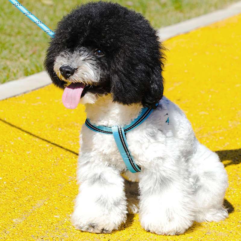 中小型犬牵引反光胸背带遛狗绳泰迪狗链子项圈宠物用品胸背带 - 图1