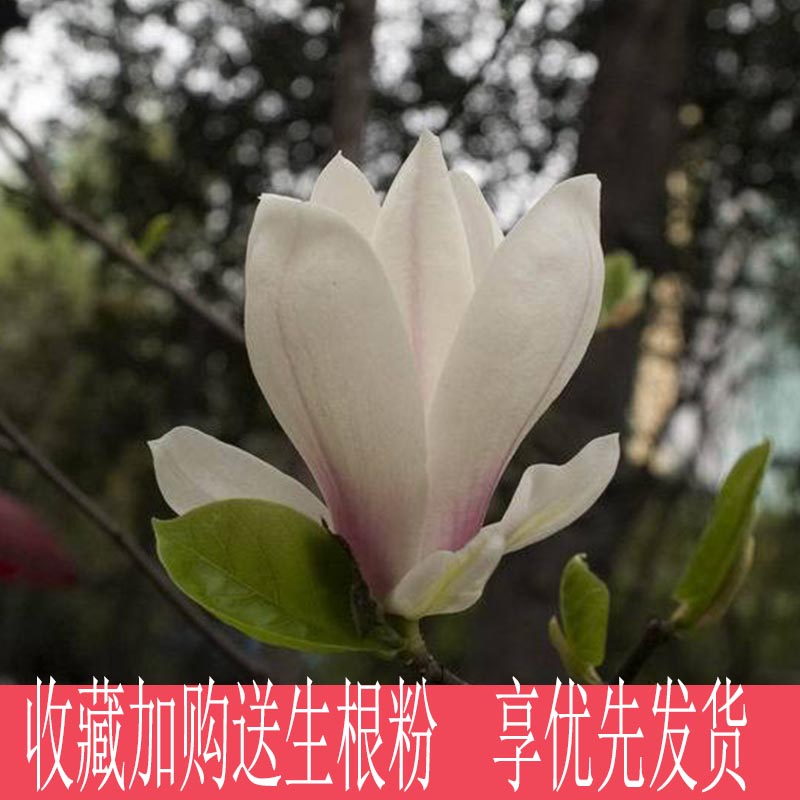 紫玉兰树苗嫁接矮化浓香花卉白玉兰红玉兰花南北方种植盆栽庭院 - 图0