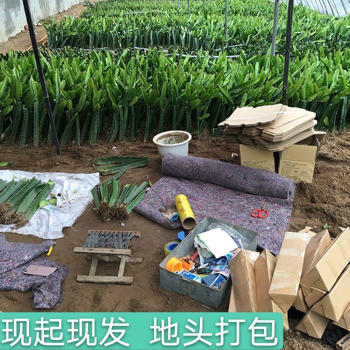 红心红肉火龙果苗四季树苗果树带根南北方种植阳台盆栽地栽结果 - 图2