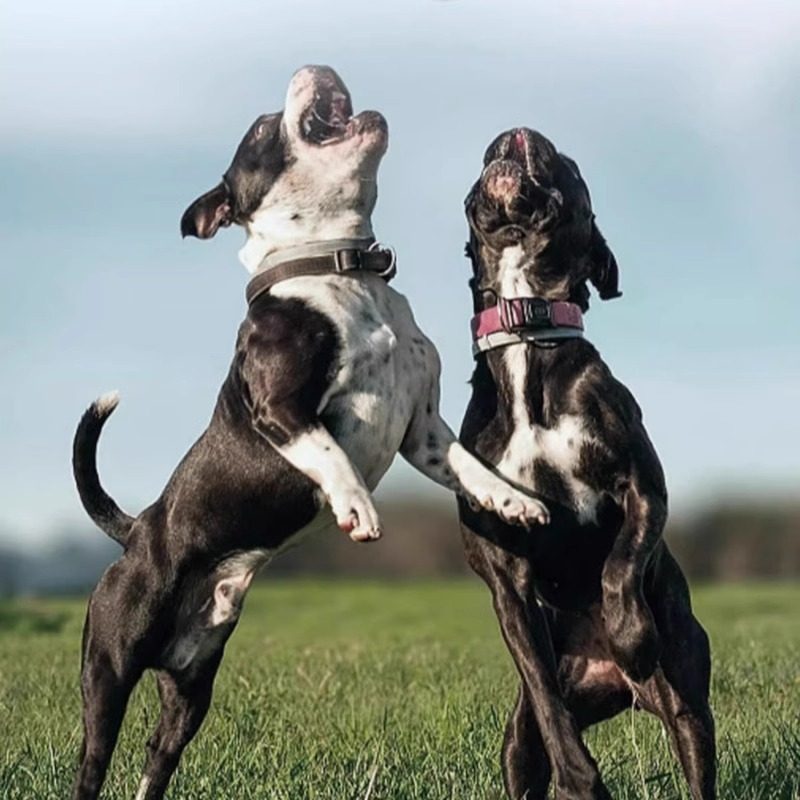 远征远夫康复方酮康唑软膏15g宠物猫狗远夫康膏医院同款远夫康膏,淘宝优惠券,粉丝福利购,淘宝优惠卷