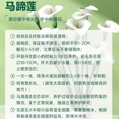 【云舍优选】花期长 马蹄莲 2单或以上包邮鲜切花基地直发鲜切 - 图0