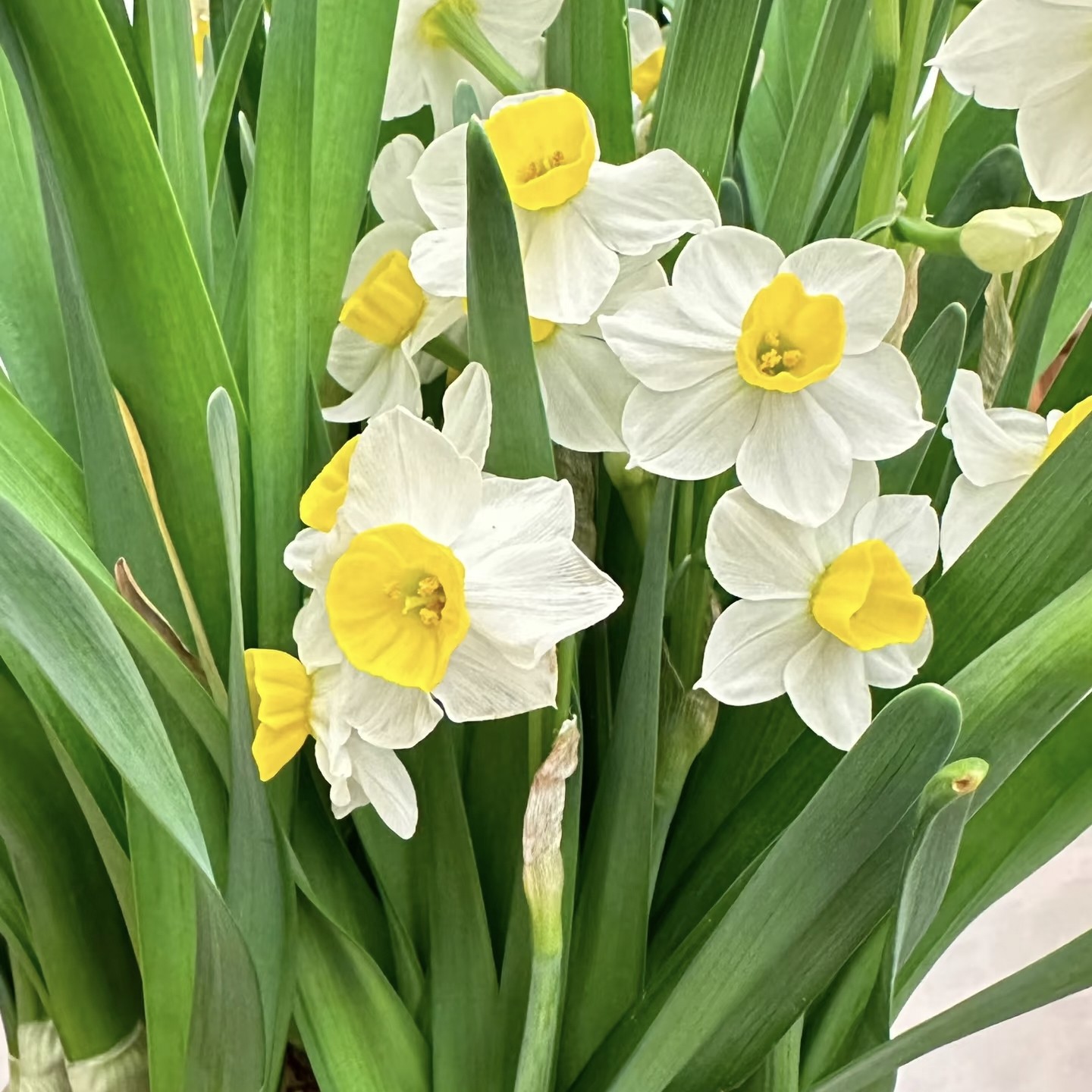 不参与拼单【年宵花】水培水仙花种球冬季开花绿植花卉好开好养,淘宝优惠券,粉丝福利购,淘宝优惠卷