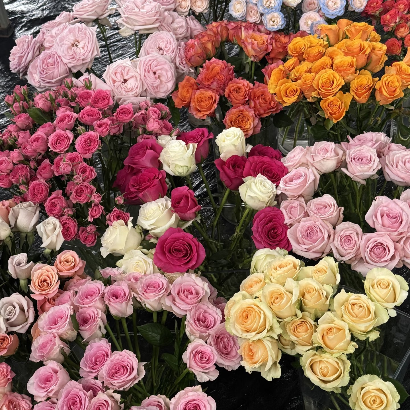 仙女体验盲盒【不指定快递】玫瑰盲盒随机30支玫瑰  单件包邮,淘宝优惠券,粉丝福利购,淘宝优惠卷