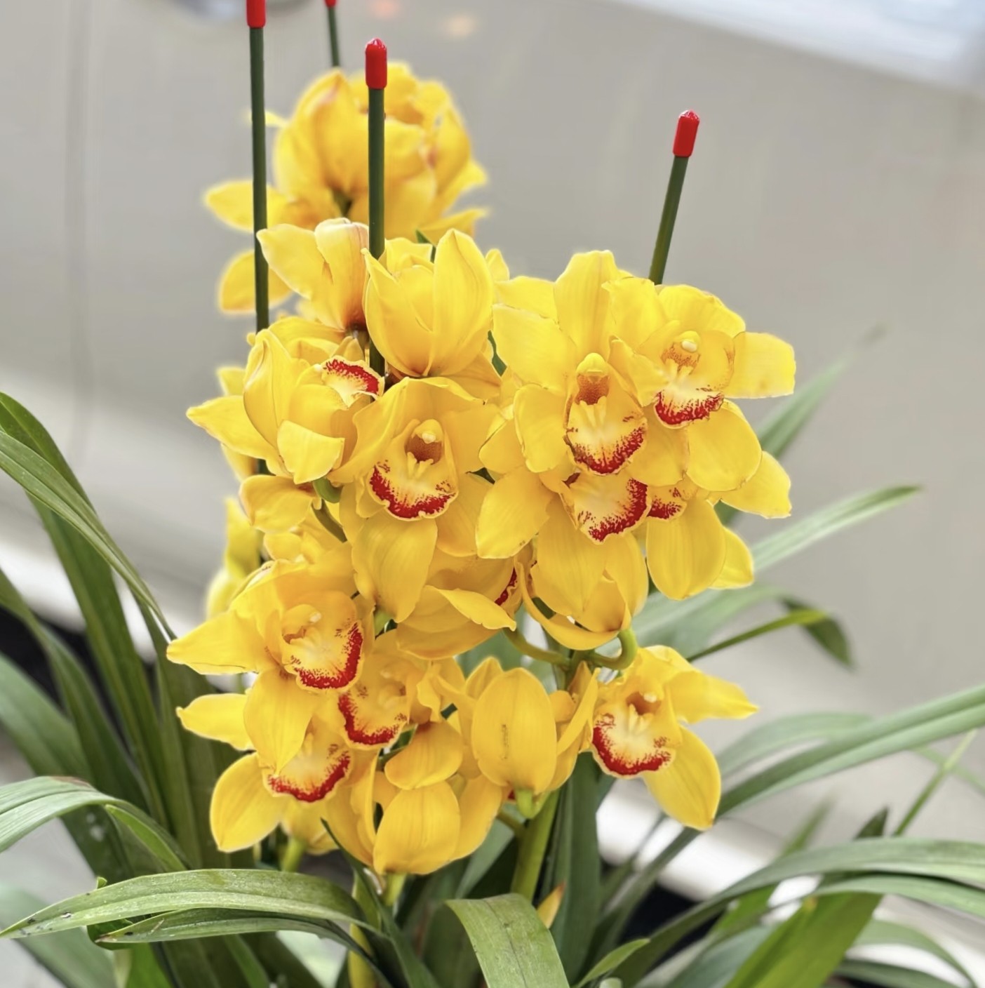 【云舍精选】黄金岁月大花蕙兰5剑及以上盆栽1单包邮不参与拼单！,淘宝优惠券,粉丝福利购,淘宝优惠卷