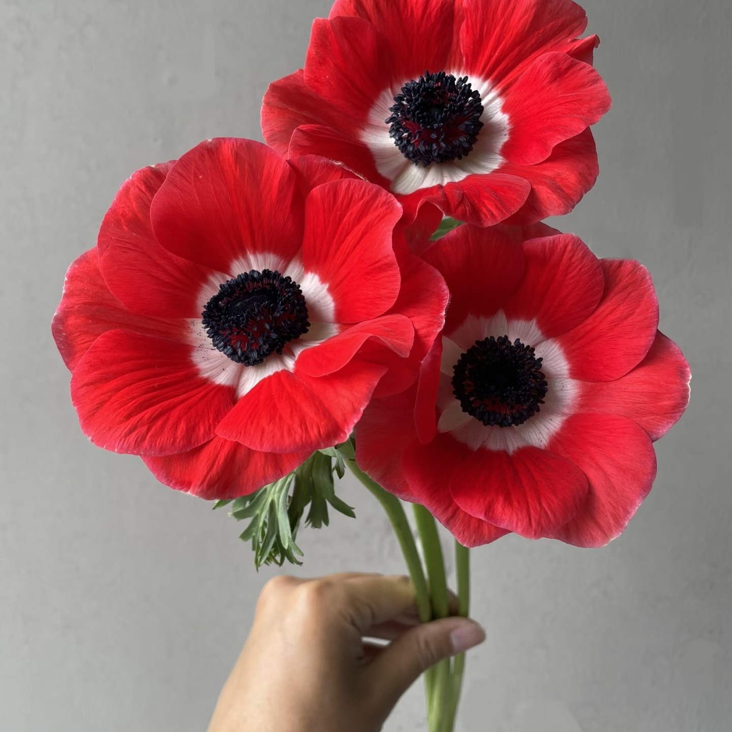 【云舍臻选】红色银莲花一扎 任意组合两单或以上包邮,淘宝优惠券,粉丝福利购,淘宝优惠卷