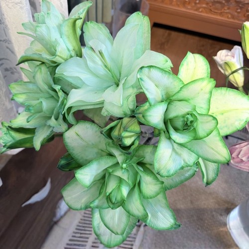 【云舍臻选】吸色薄荷绿【荧光】重瓣百合 鲜花  2单或以上包邮 - 图1