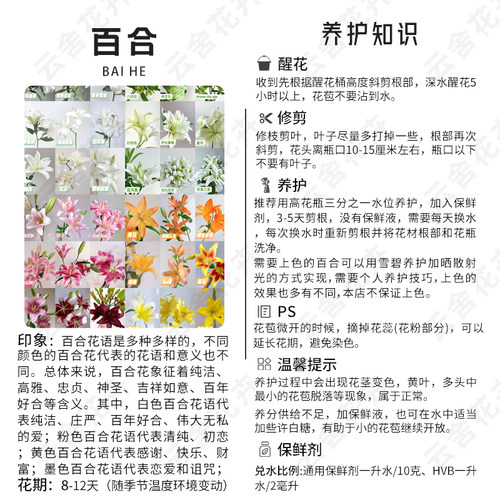 【云舍臻选】稀有宝莲灯重瓣百合   任意组合2单或以上冷链包邮 - 图2