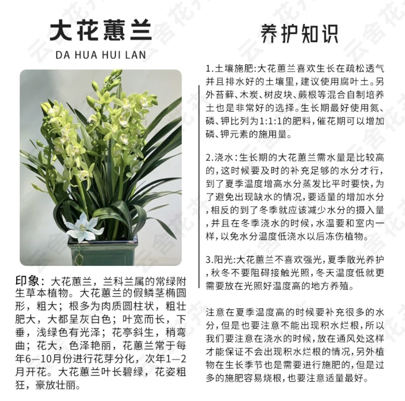 云舍臻选【年宵花】紫气东来大花蕙兰盆栽5剑及以上 1单包邮,淘宝优惠券,粉丝福利购,淘宝优惠卷
