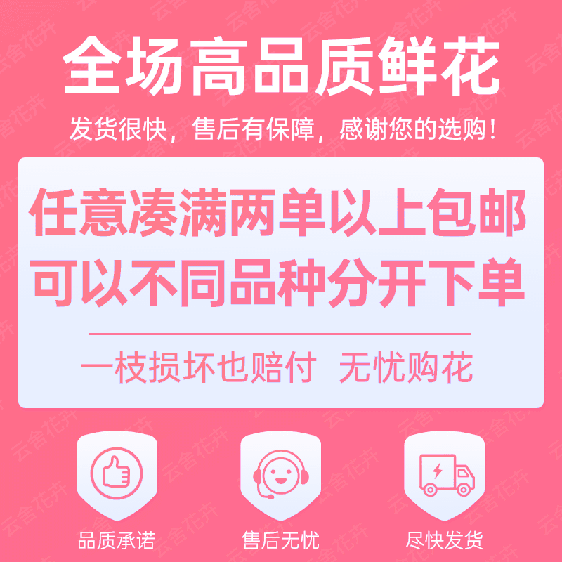 【优选】【单头】紫霞仙子玫瑰  任意组合2单或以上冷链包邮 - 图3