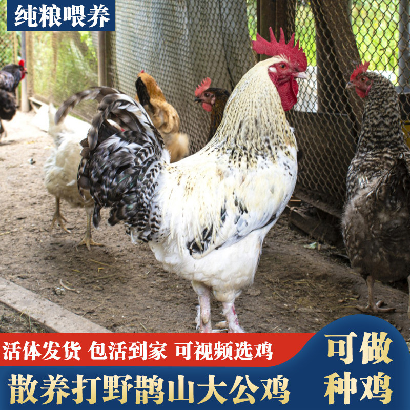 农家散养大公鸡活体鹊山鸡土公鸡活鸡走地鸡种鸡包活到家观赏公鸡,淘宝优惠券,粉丝福利购,淘宝优惠卷