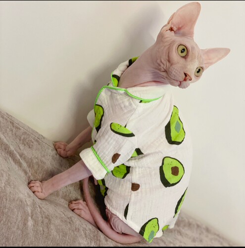 春夏薄款睡衣纯棉吸汗透气小清新斯芬克斯无毛猫德文衣服包邮 - 图2