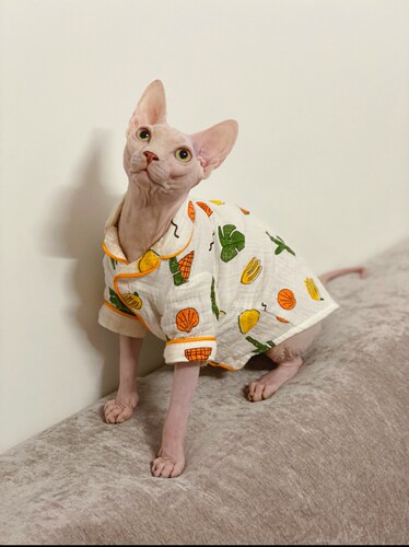 春夏薄款睡衣纯棉吸汗透气小清新斯芬克斯无毛猫德文衣服包邮 - 图0