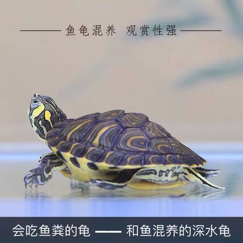 黄耳龟深水小乌龟活物鱼缸混养吃粪吃屎清洁龟观赏活体宠物黄耳龟 - 图1