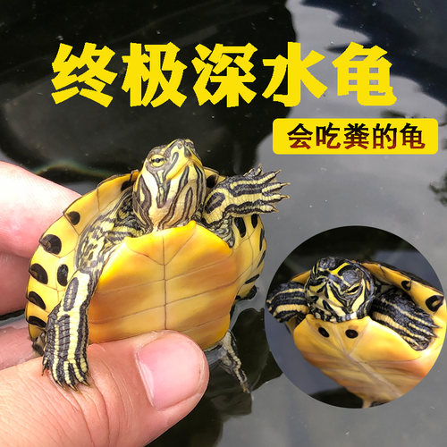 黄耳龟深水小乌龟活物鱼缸混养吃粪吃屎清洁龟观赏活体宠物黄耳龟 - 图0