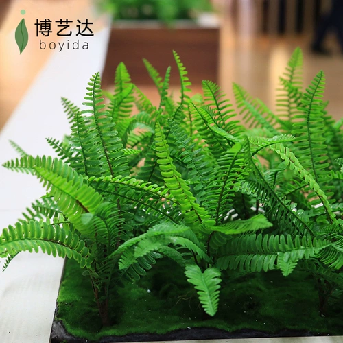 Гу Линг Исишен Моделирование растения Стена зеленый растение папоротники.