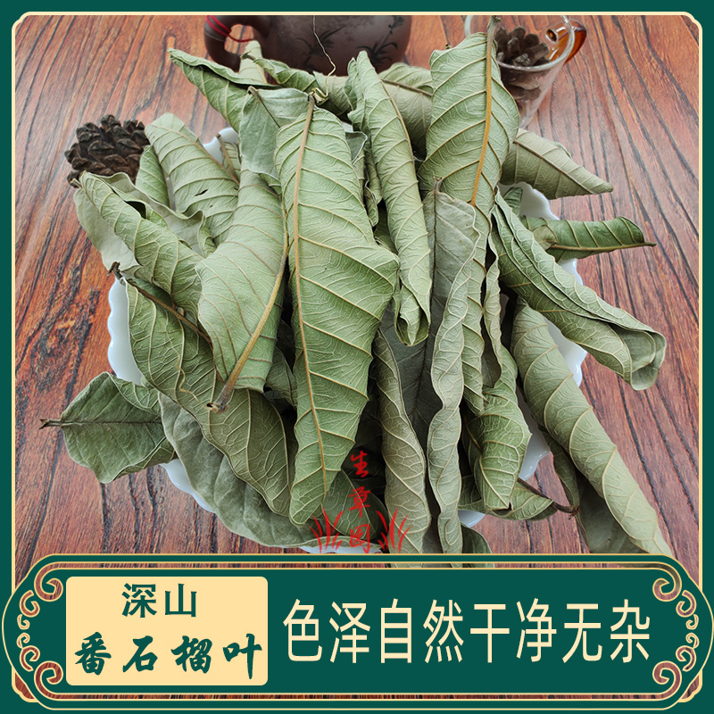 番石榴叶嫩叶芽叶高山野生番石榴茶番桃叶芭乐叶番石榴叶子中药材 - 图2