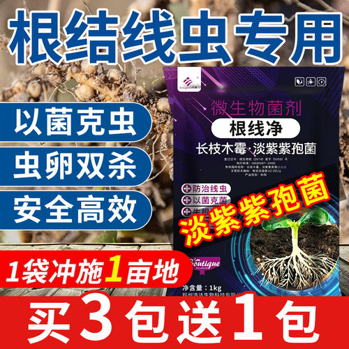 根结线虫专用药淡紫紫孢菌淡紫拟青霉菌剂根线清微生物菌剂 - 图1