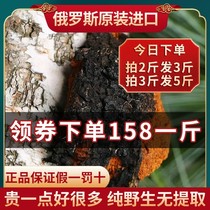 Birch furry wild 1 catty of white birch non-Changbai Mountain Russian import flagship store Black gold birch brown pore fungus