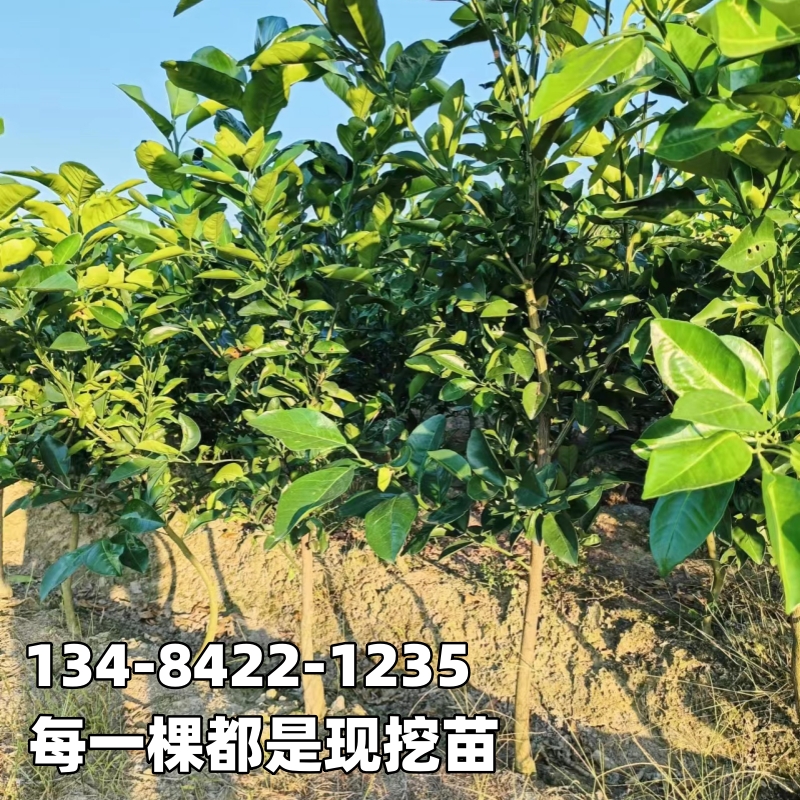 庆元甜橘柚果树苗别墅庭院地栽阳台盆栽南北方种植原土球当年结果