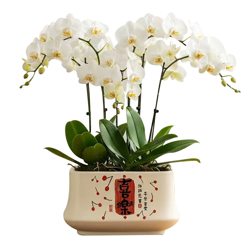 北欧花盆陶瓷长方形蝴蝶兰专用盆居家室内办公室桌面多肉绿植盆栽,淘宝优惠券,粉丝福利购,淘宝优惠卷