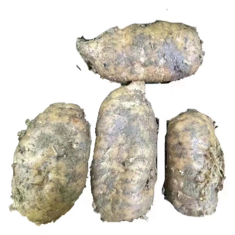贵州山里生长土特产新鲜生乌天麻现挖现发挑选带泥大天麻500g包邮-图3