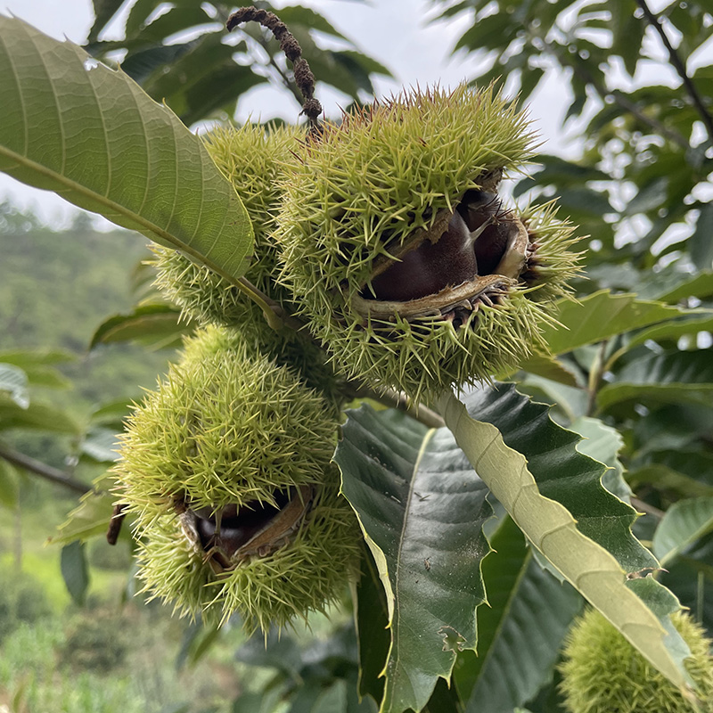 贵州云南山里新鲜生板栗肾果大粒毛栗子油栗带壳现摘现发500g包邮