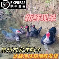 Guizhou Loose Farming Farmhouse Now Killing Water Duck Ocean Duck Dry Earth Ducks half a net weight of more than 3 catties and more whole duck Shunfeng