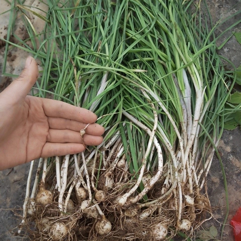 贵州新鲜食用现挖现发野生葱小葱野葱香葱苦蒜野蒜折耳根500g包邮