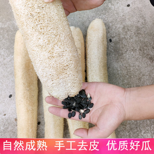 天然丝瓜络洗碗布丝瓜瓤刷碗丝瓜囊刷菜瓜布瓤子老丝瓜刷碗神器巾 - 图1