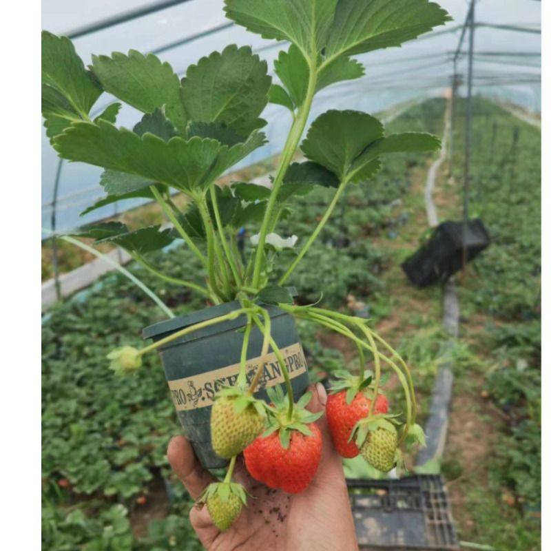 奶油草莓苗盆栽带盆带土种籽子可食用红颜四季结果阳台种植新苗秧,淘宝优惠券,粉丝福利购,淘宝优惠卷