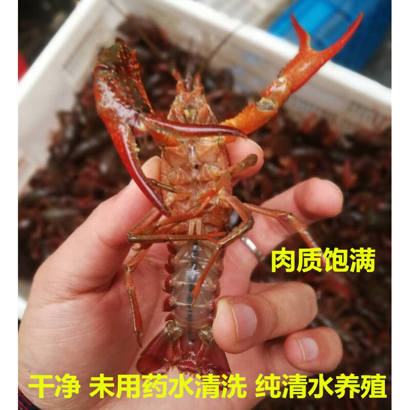 江苏盱眙清水鲜活5斤装789小龙虾 奇愿活虾