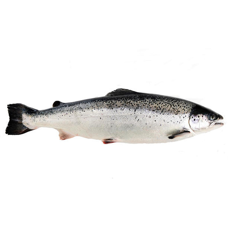 进口冷冻三文鱼整条5-6kg 奇愿三文鱼