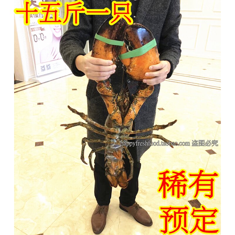10斤鲜活冷冻水产海鲜波士顿大龙虾 奇愿活虾