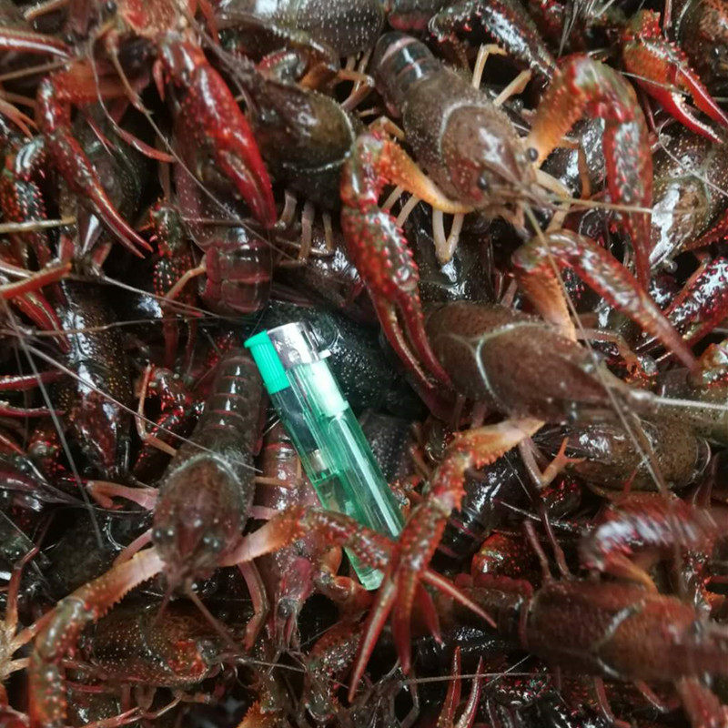 江苏盱眙新鲜活体678钱特大小龙虾 奇愿活虾