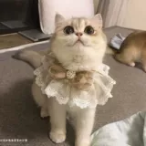 Шарф, аксессуар, чокер, колокольчик с бантиком, кружевная галстук-бабочка, трикотажный слюнявчик, нагрудник, ожерелье, кот, домашний питомец