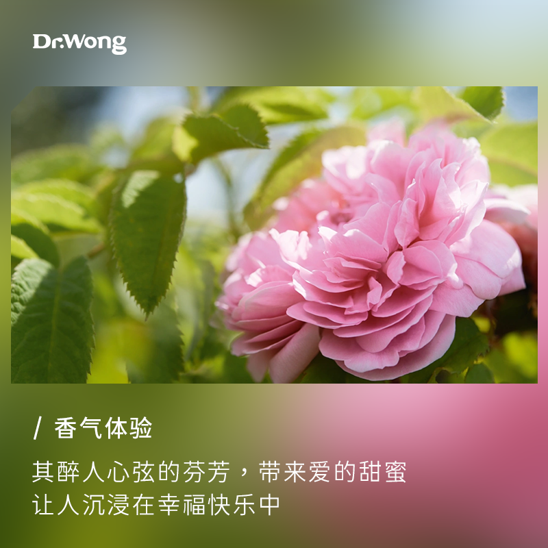 dr . wong大马士革玫瑰单方香薰 drwong单方精油