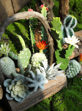 仙人掌桌面摆件幼儿园自然